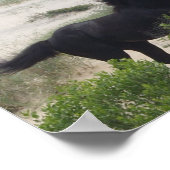 Poster Chevaux de corolle noire et Brown sauvage (Coin)