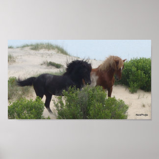 Poster Chevaux de corolle noire et Brown sauvage