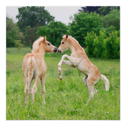 Poster Chevaux de Haflinger jolies poulains élevant (Devant)