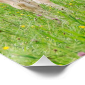 Poster Chevaux de Haflinger jolies poulains élevant (Coin)