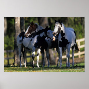 Poster Chevaux de peinture