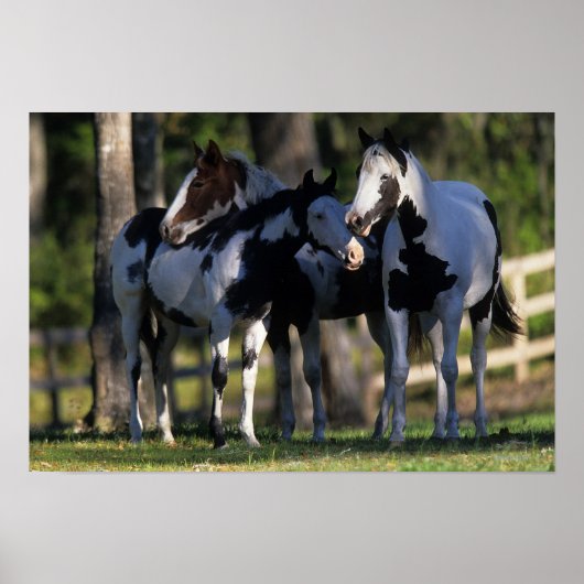 Poster Chevaux de peinture (Devant)