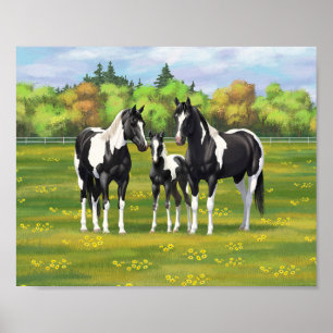 Poster Chevaux De Peinture De Pinto Noir En Pâturage Été