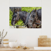 Poster Chevaux de travail étonnants dans le harnais (Cuisine)
