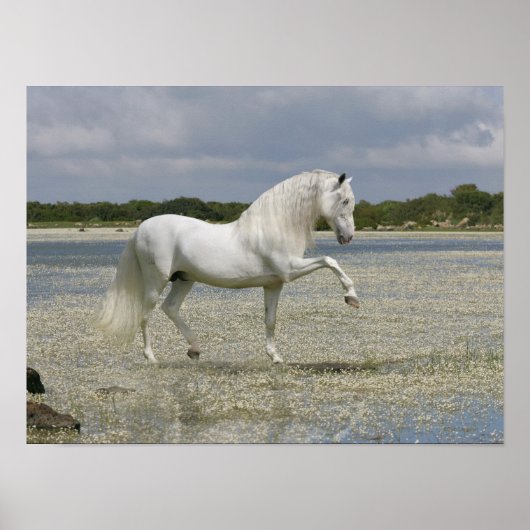 Poster Chevaux d'Imaginaire : Seigneur du lac (Devant)