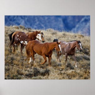 Poster Chevaux errant dans les collines