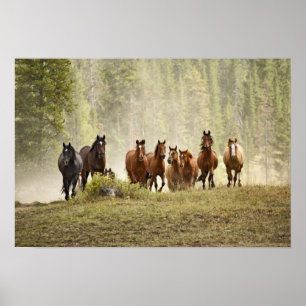 Poster Chevaux franchissant une petite colline lors d'un 