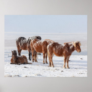Poster Chevaux islandais couverts de neige