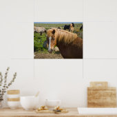 Poster Chevaux islandais dans le nord-est de l'Islande (Cuisine)