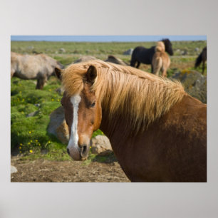 Poster Chevaux islandais dans le nord-est de l'Islande