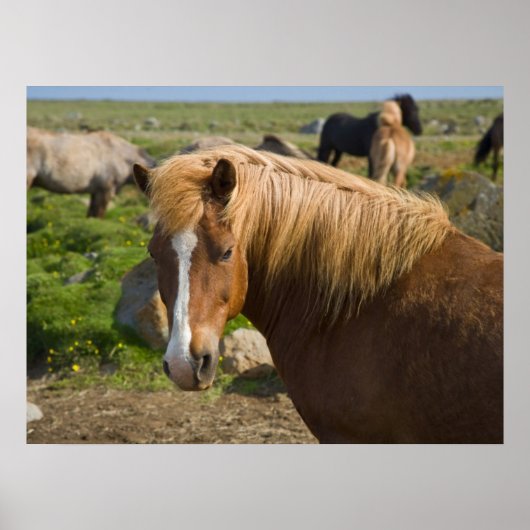 Poster Chevaux islandais dans le nord-est de l'Islande (Devant)