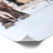 Poster Chevaux islandais dans les pâturages d'hiver près (Coin)