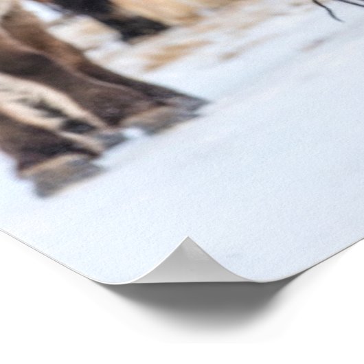 Poster Chevaux islandais dans les pâturages d'hiver près (Coin)