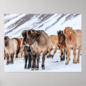 Poster Chevaux islandais dans les pâturages d'hiver près (Devant)