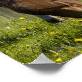 Poster Chevaux islandais dans l'ouest de l'Islande. (Coin)