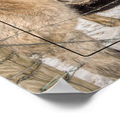 Poster Chevaux islandais en hiver (Coin)