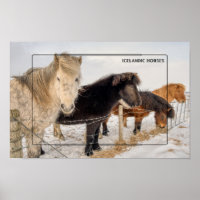 Chevaux islandais en hiver