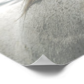 Poster CHEVAUX Mane Flea-Bitten Grey Mare Archivage (Coin)