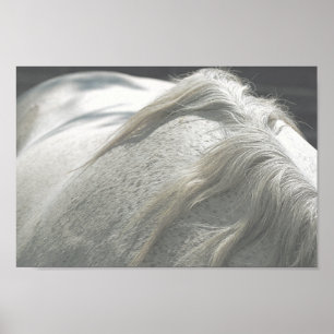 Poster CHEVAUX Mane Flea-Bitten Grey Mare Archivage
