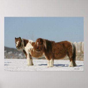 Poster Chevaux miniatures debout dans la neige