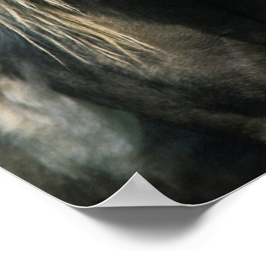 Poster Chevaux miniatures Touchant (Coin)