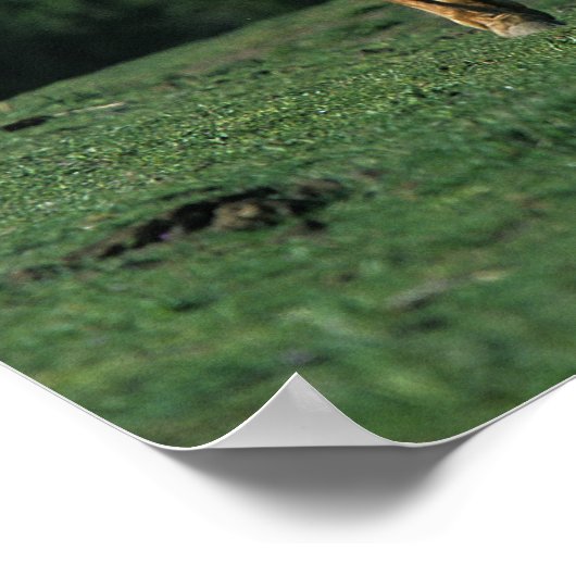 Poster Chevaux Mustang Sauvages (Coin)