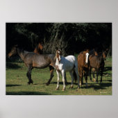 Poster Chevaux Mustang Sauvages 1 (Devant)