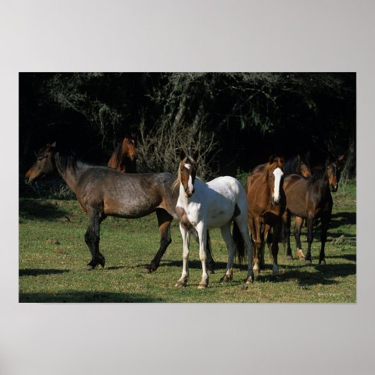 Poster Chevaux Mustang Sauvages 1 (Devant)