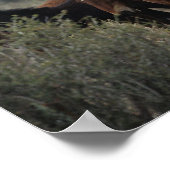 Poster Chevaux Mustang Sauvages 2 (Coin)