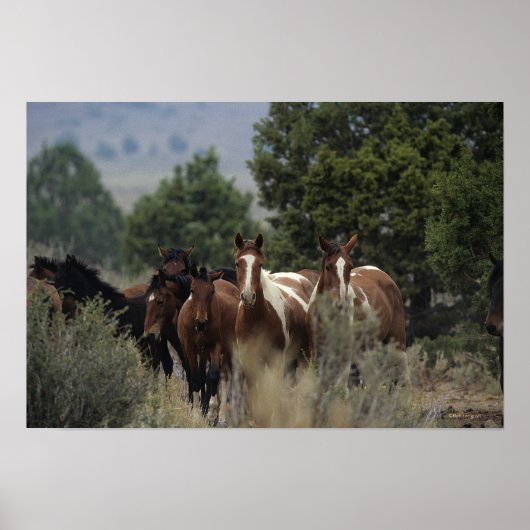 Poster Chevaux Mustang Sauvages 2 (Devant)