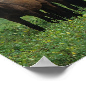 Poster Chevaux Mustang Sauvages 3 (Coin)