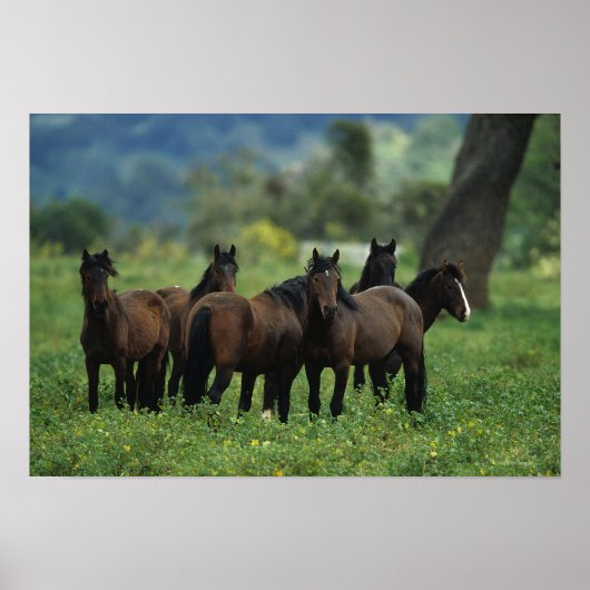Poster Chevaux Mustang Sauvages 3 (Devant)