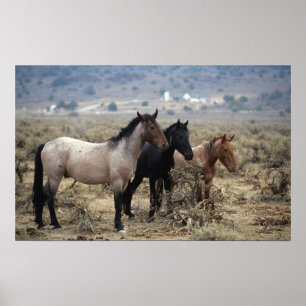 Poster Chevaux Mustang sauvages 5