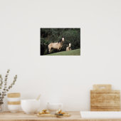 Poster Chevaux Mustang Sauvages 6 (Cuisine)