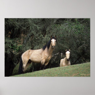 Poster Chevaux Mustang Sauvages 6