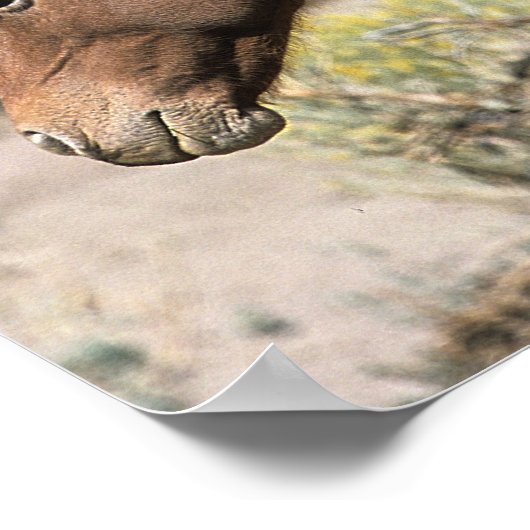 Poster Chevaux Mustang Sauvages Touchant (Coin)