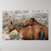 Poster Chevaux Mustang Sauvages Touchant (Devant)