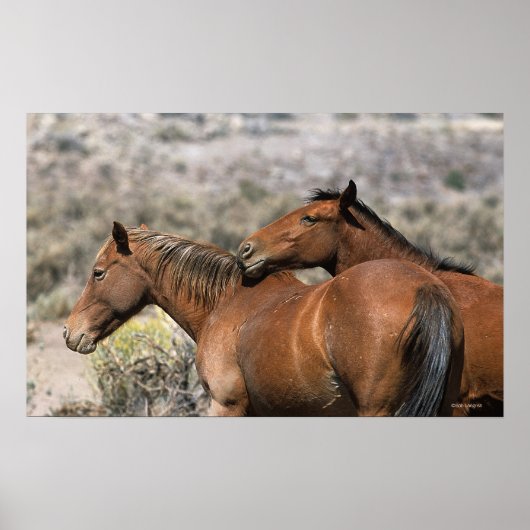 Poster Chevaux Mustang Sauvages Touchant (Devant)