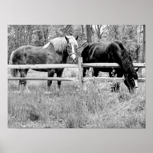 Poster Chevaux noir et blanc — Art de la photographie num (Devant)
