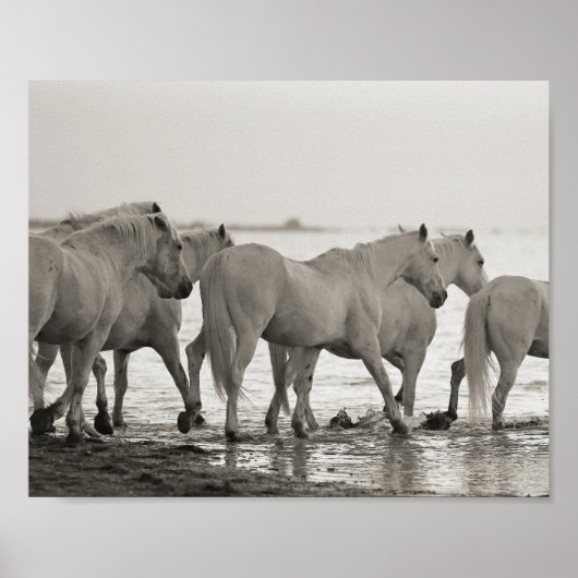 Poster chevaux, océan, noir et blanc photo (Devant)