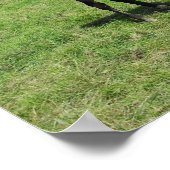 Poster Chevaux pâturés dans un pâturage vert (Coin)