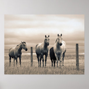 Poster Chevaux Quarter Horse dans la Prairie Canadienne