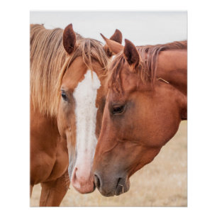Poster Chevaux qui se câlinent dans un pâturage