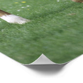 Poster Chevaux - Rbrebis, poulains, (Coin)