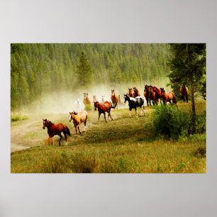 Poster Chevaux sauvages