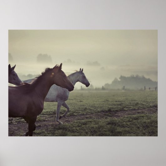 Poster Chevaux sauvages (Devant)