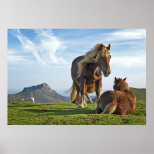 Poster Chevaux sauvages