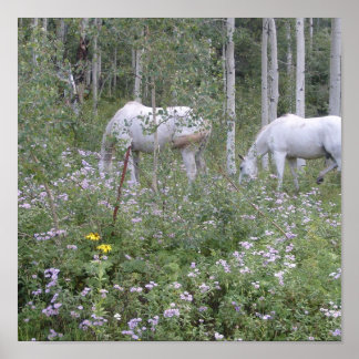 Poster Chevaux sauvages