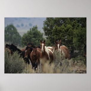 Poster Chevaux sauvages 2 de mustang