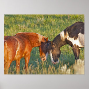 Poster Chevaux sauvages au parc national Theodore Rooseve